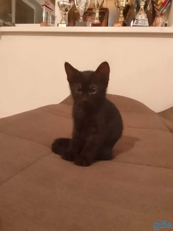 Котята в дар, фотография 3