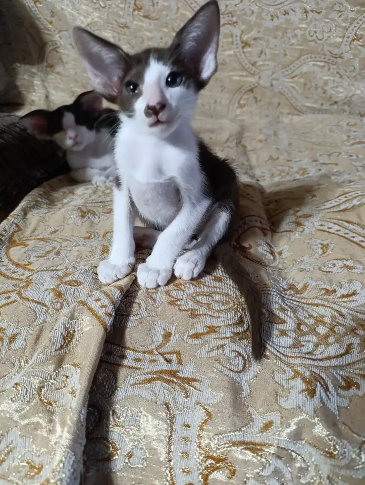 Ориентальные котята, фотография 2