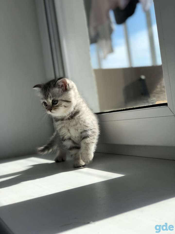 Шотландские котята, фотография 2