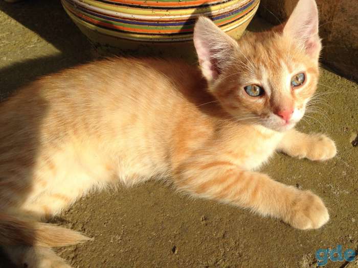 Веселые котята, фотография 6