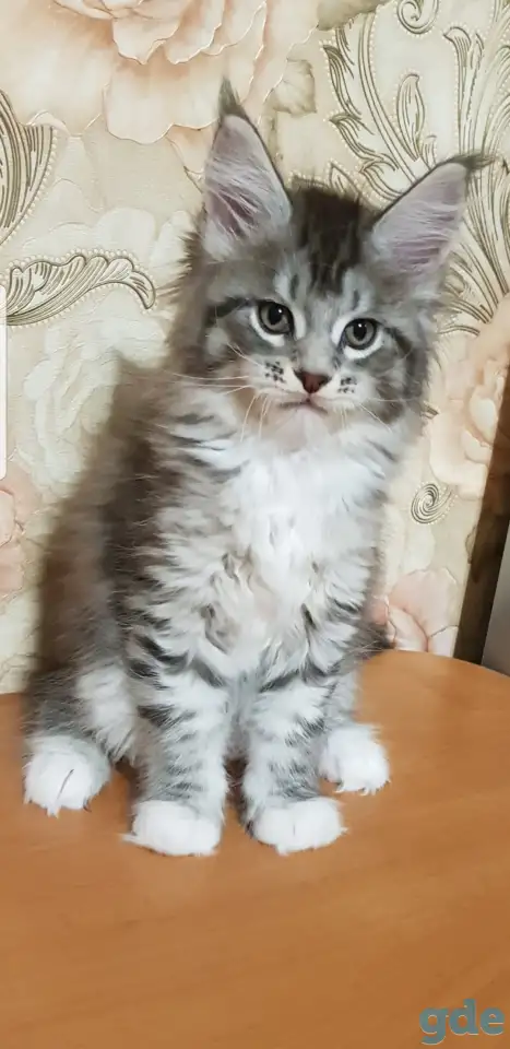 Кошечки мейн-кун, фотография 6