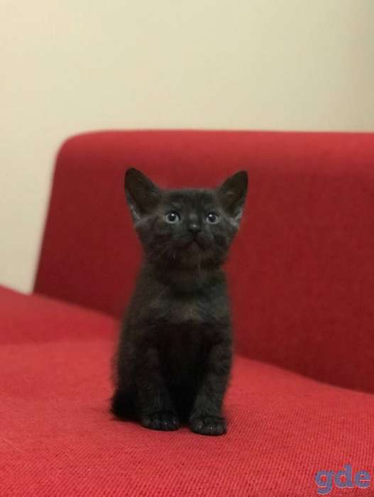 Котята в дар, фотография 4