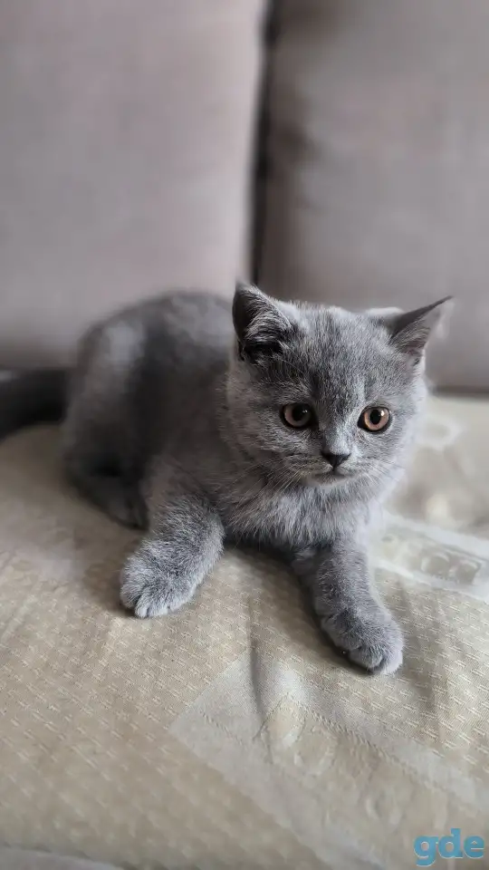 Британские котята, фотография 4