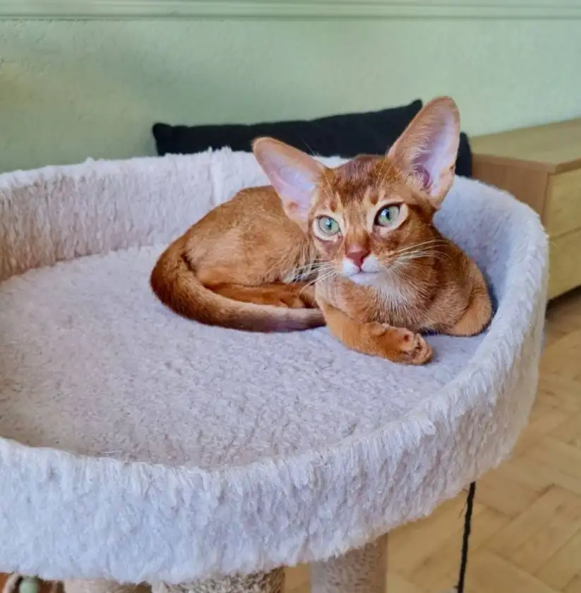 Котята, фотография 4
