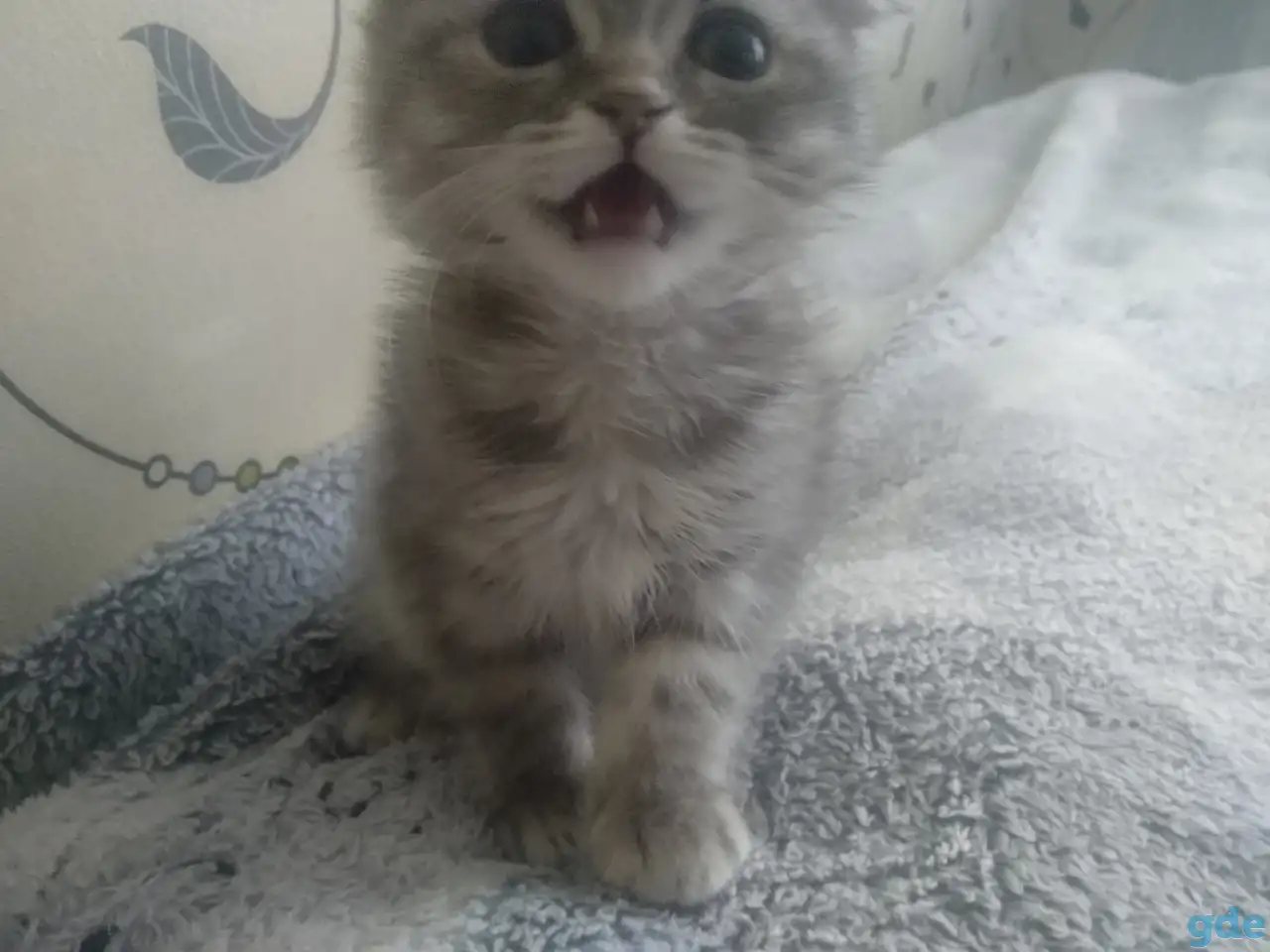 Шотландская кошечка, фотография 2