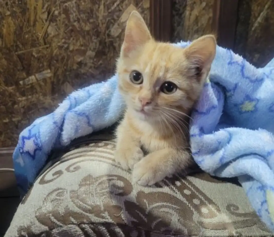 Отдам котенка в дар, фотография 2