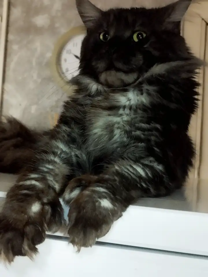 Котята, фотография 8