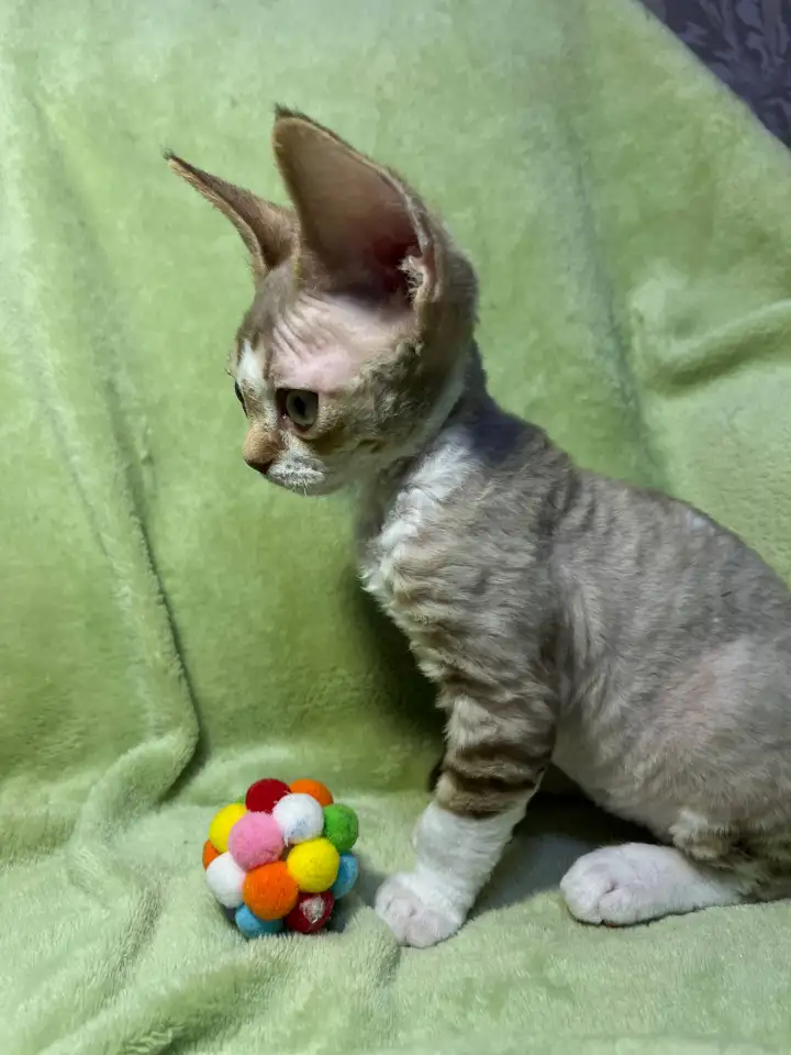 Котенок ДевонРекс, фотография 5