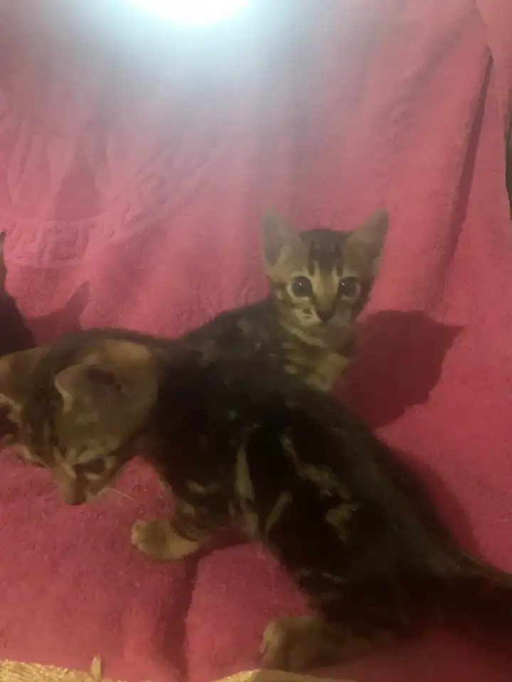 Бенгальские котята, фотография 2
