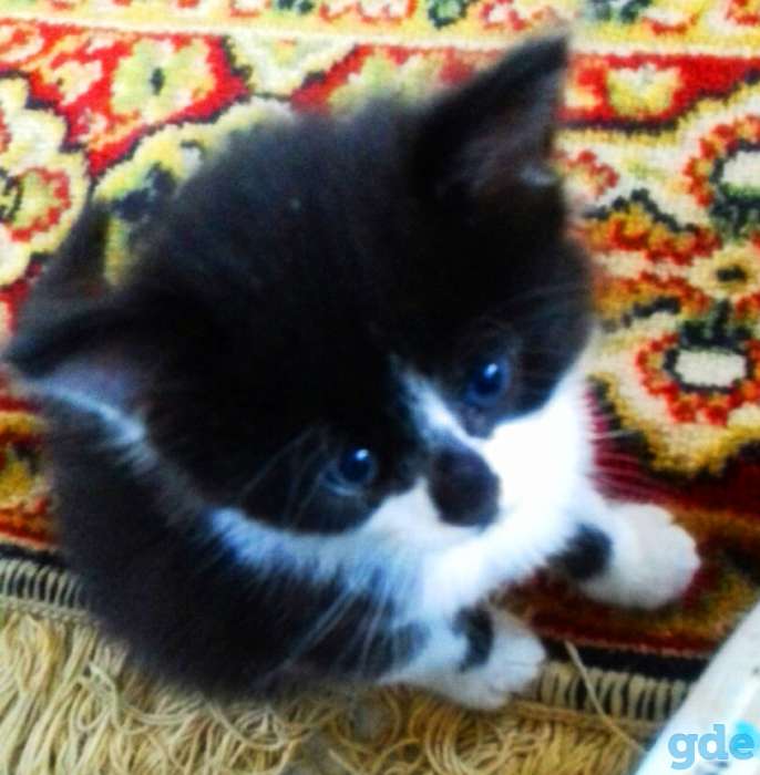 Котята в добрые руки, фотография 3