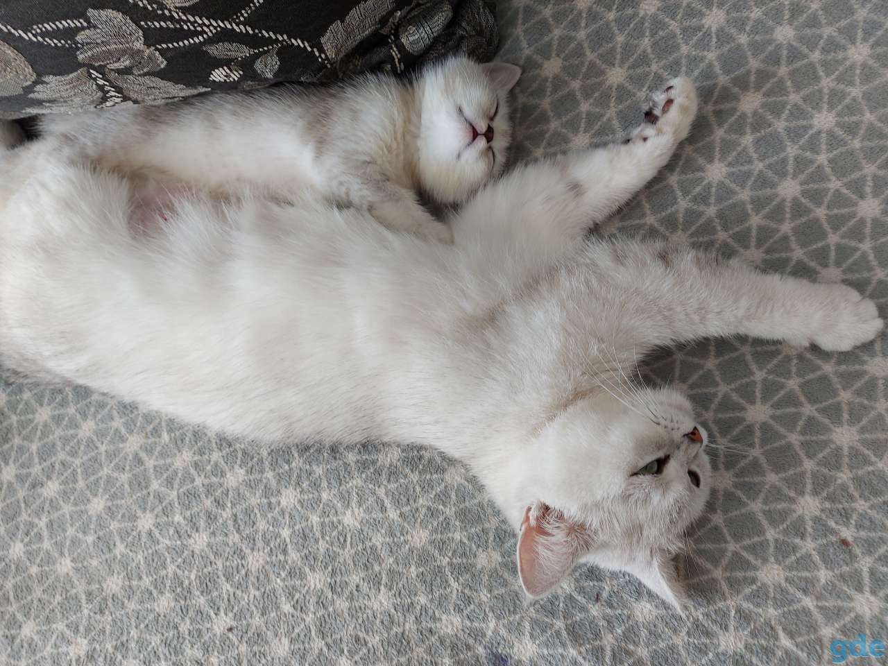 Котята, фотография 4