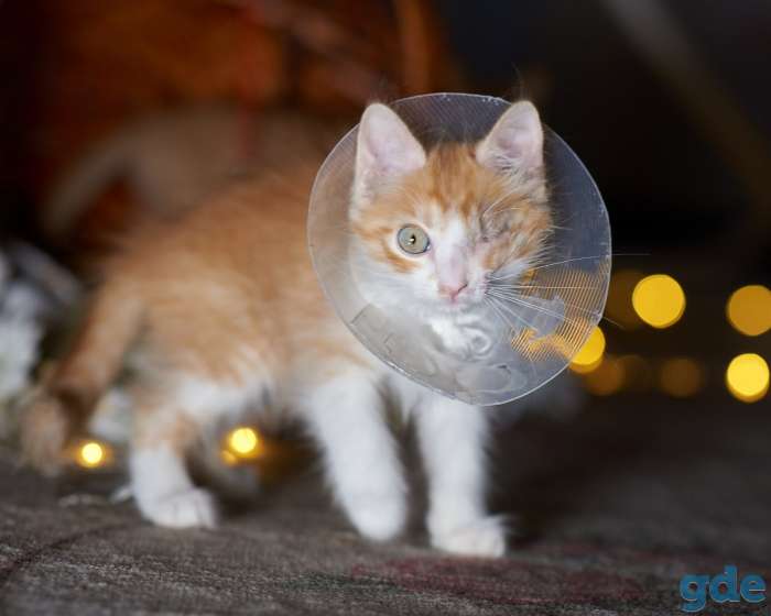 Котенок в дар в хорошие руки, фотография 2