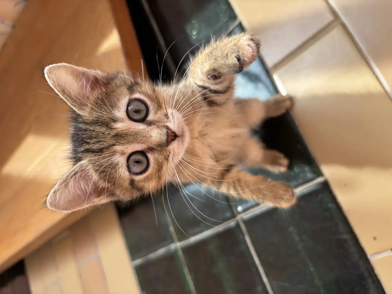 Котята, фотография 8