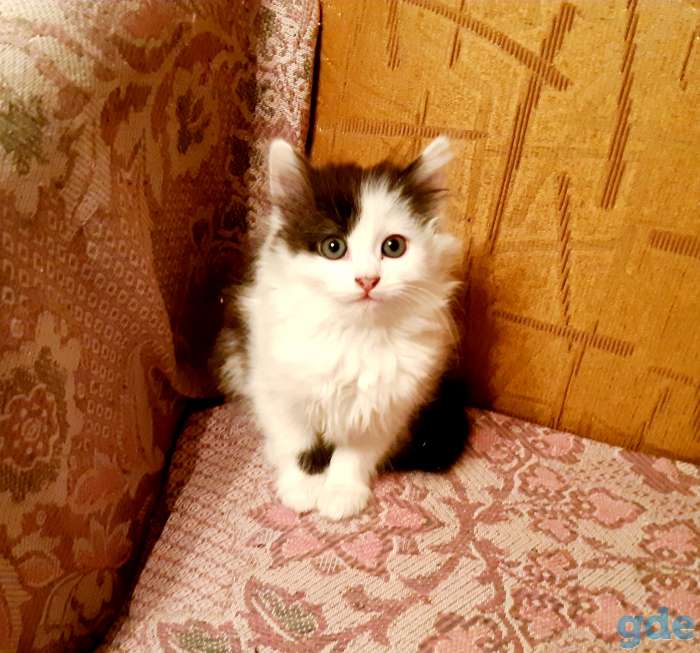 Кошечка в дар, фотография 1