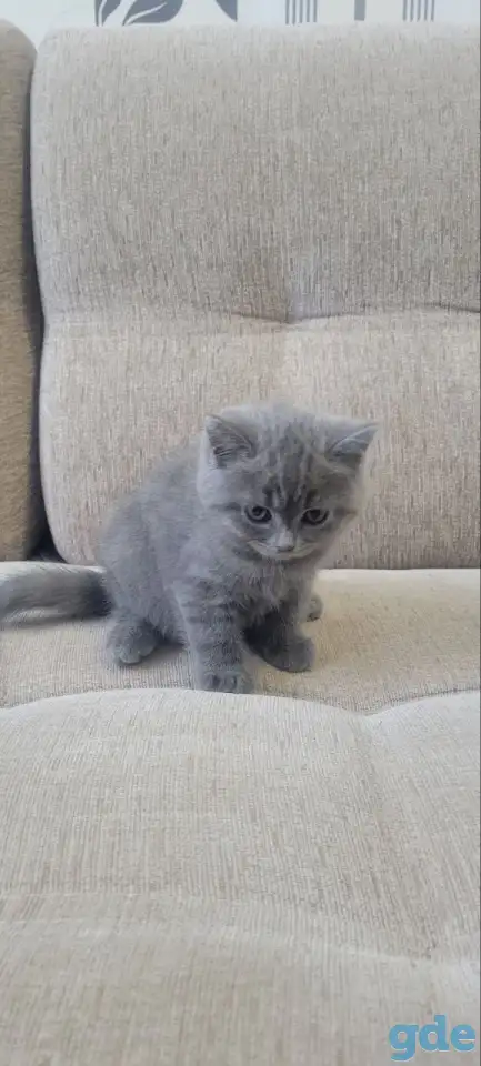 Британская короткошерстная девочка., фотография 4