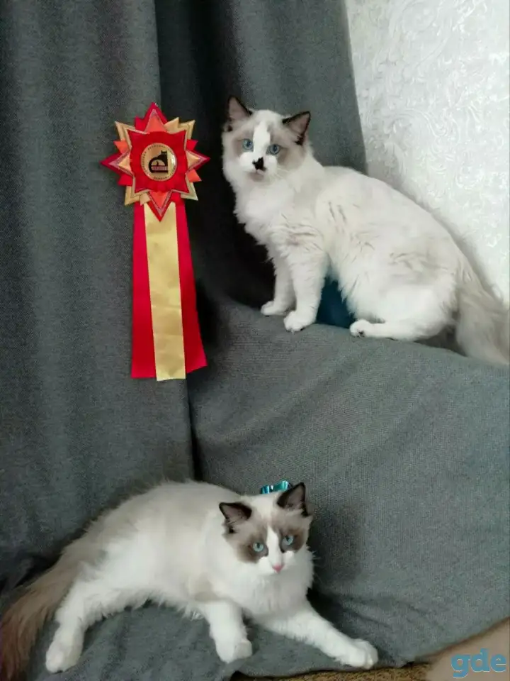 Котёнок Рэгдолл в любящую семью, фотография 6