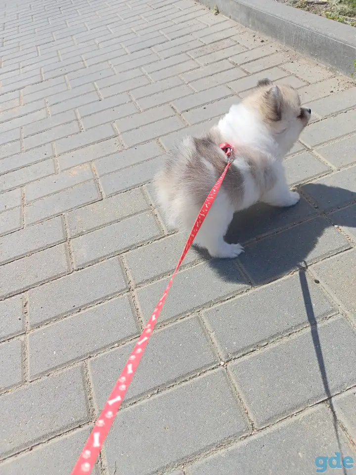 Продам щенка,мальчик2.5мес., фотография 2