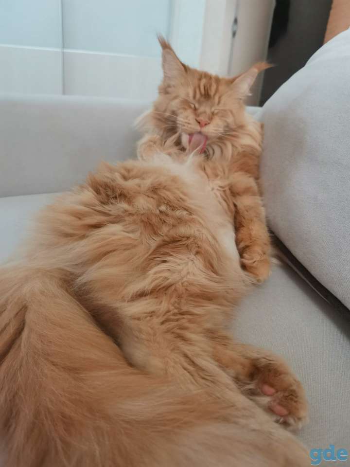 Кошка Мейн-Кун, фотография 1