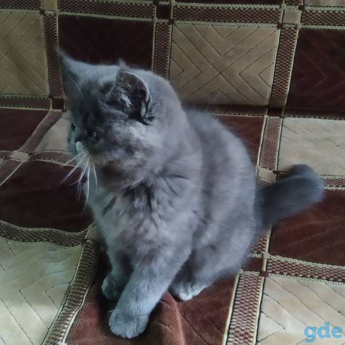 Экзотическая кошечка, фотография 2