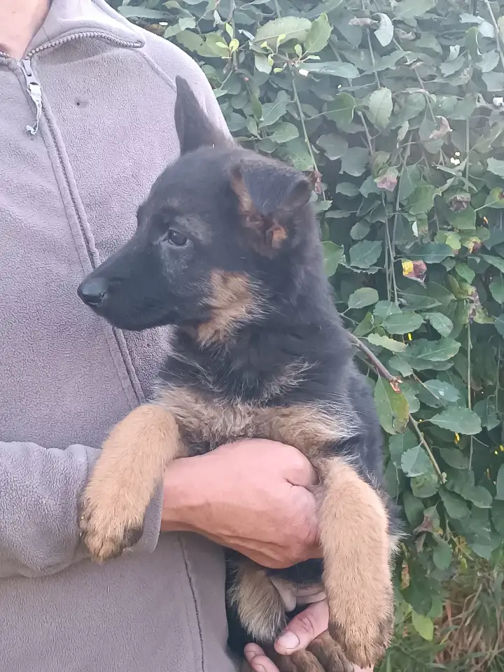Немецкий овчарки щенки, фотография 6