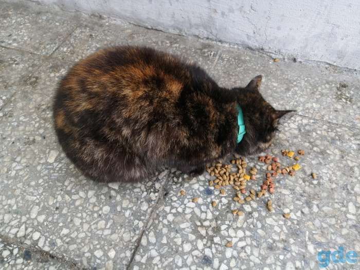 НАЙДЕН КОТИК, фотография 1