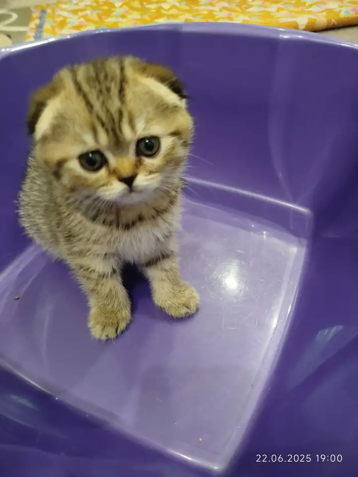 Шотландские котята, фотография 3