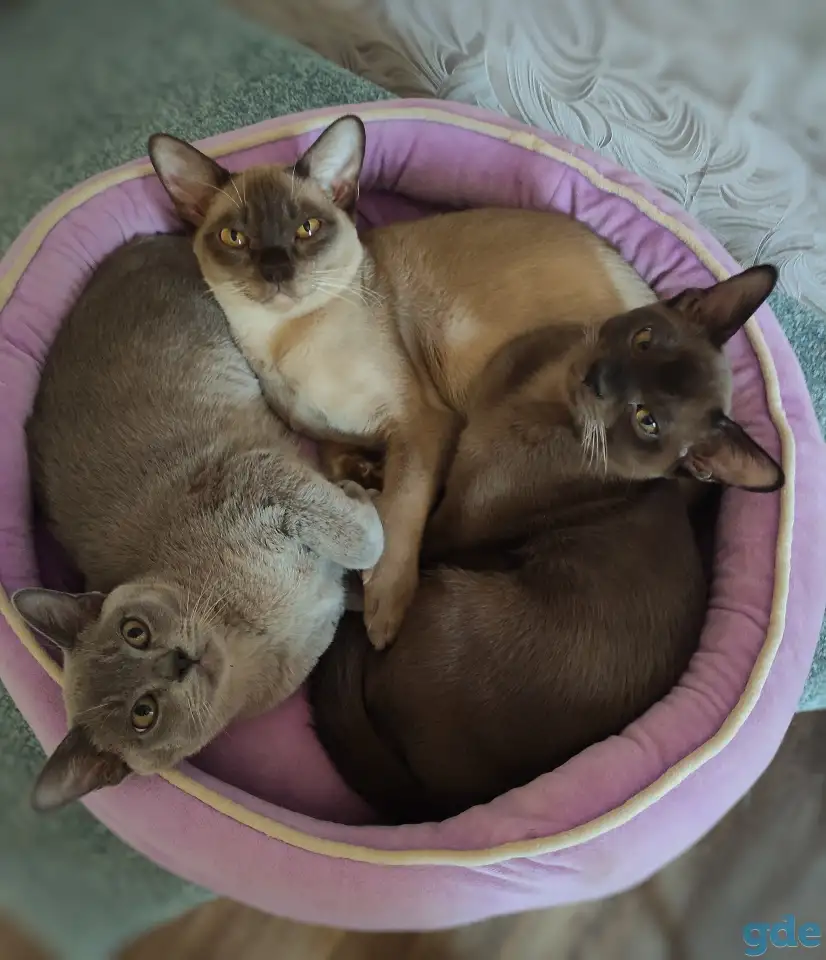 Котята европейской бурмы, фотография 1