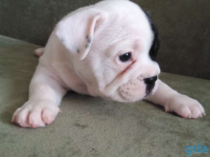 Шикарные Девочка и Мальчик French Bulldogi, фотография 7