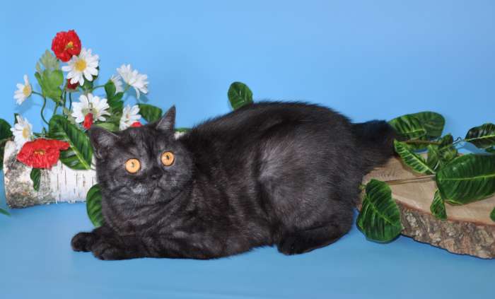 Шотландские кошечки и котики для вас., фотография 5