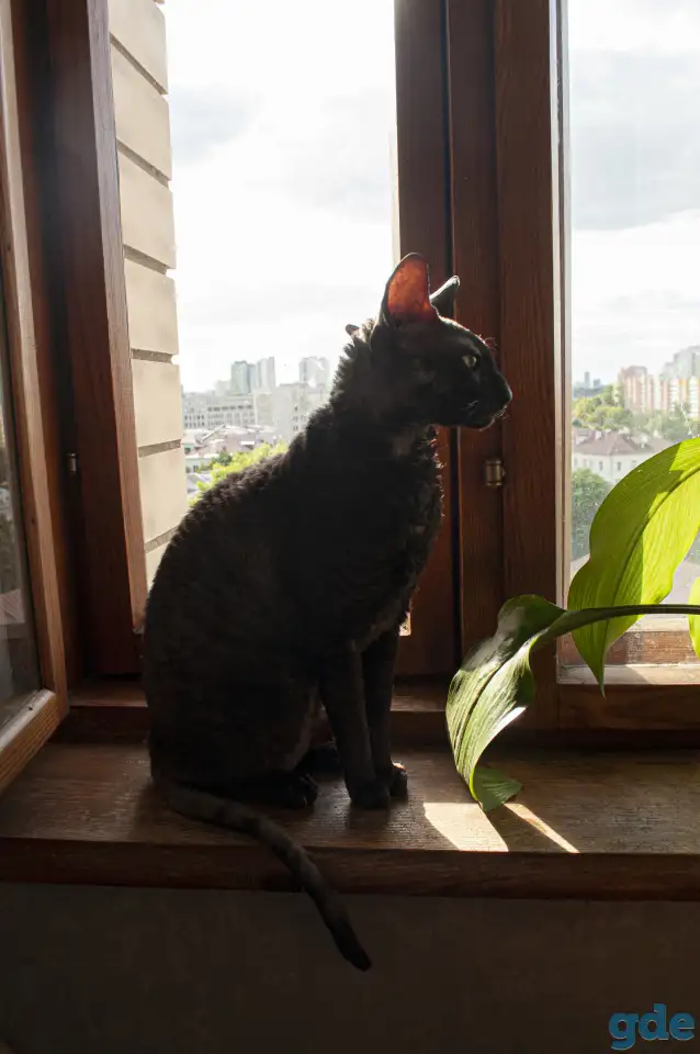 Корниш-рекс кошка, фотография 3
