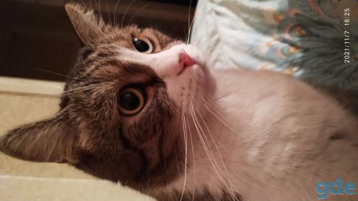 Отдам кота, фотография 6