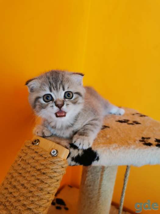 Шотландский вислоухий мальчик 1.5мес, фотография 7