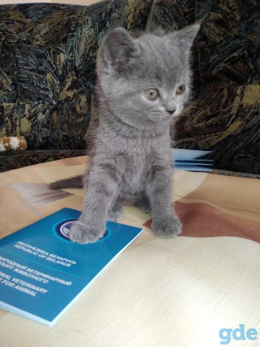 Котята, фотография 2