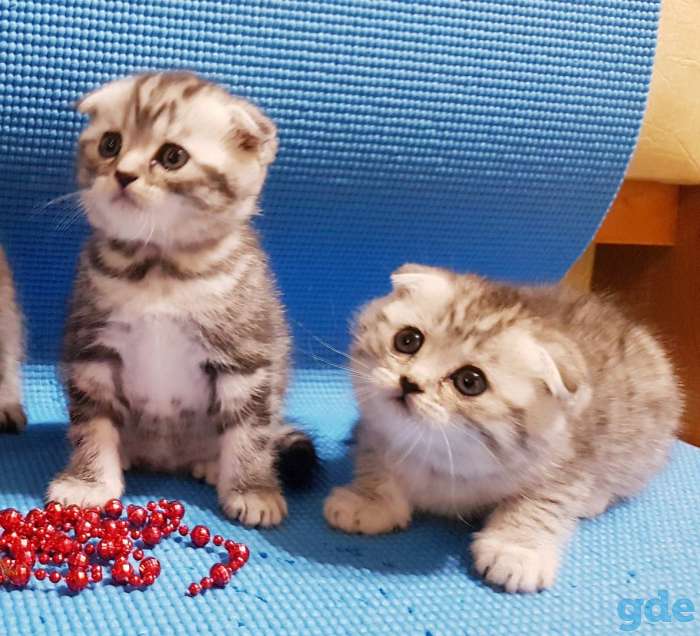Шотландские вислоухие девочки, фотография 5
