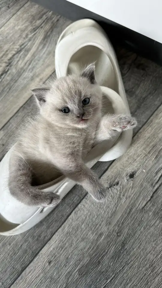 Британские котята, фотография 2