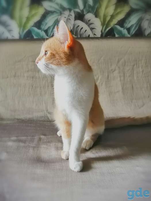 Котенок, фотография 3
