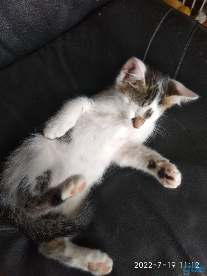 Котенок мальчик, фотография 3