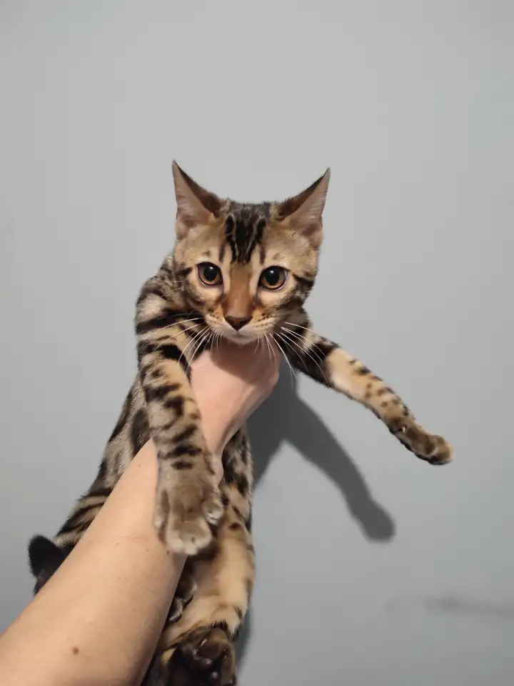 Бенгальский котенок девочка, фотография 3