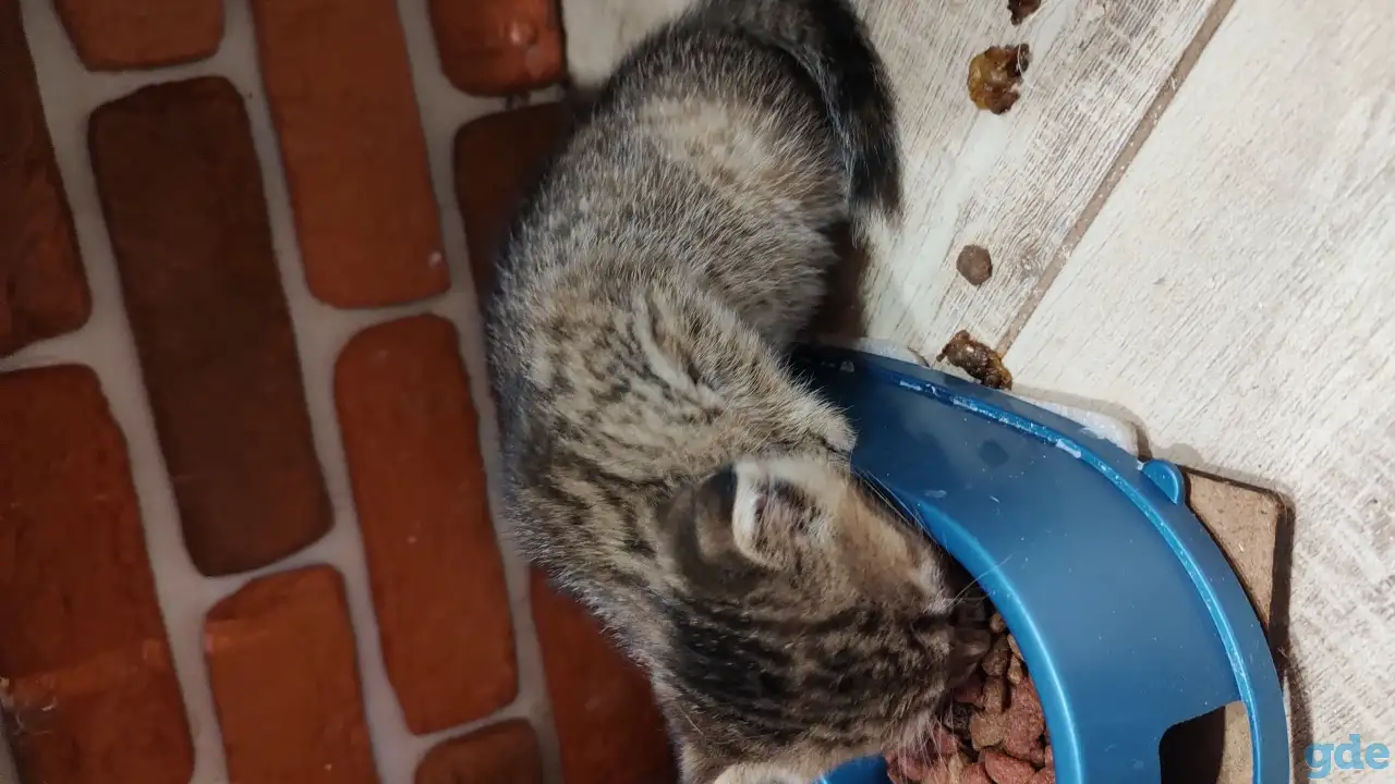 Котята в добрые руки, фотография 4