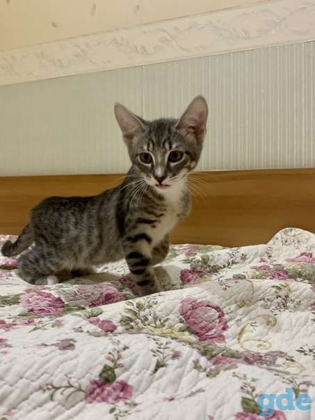 Котенок ищет дом, фотография 1