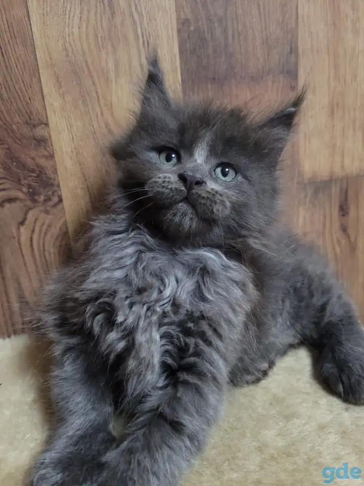 Котята Мейн-кун, фотография 1