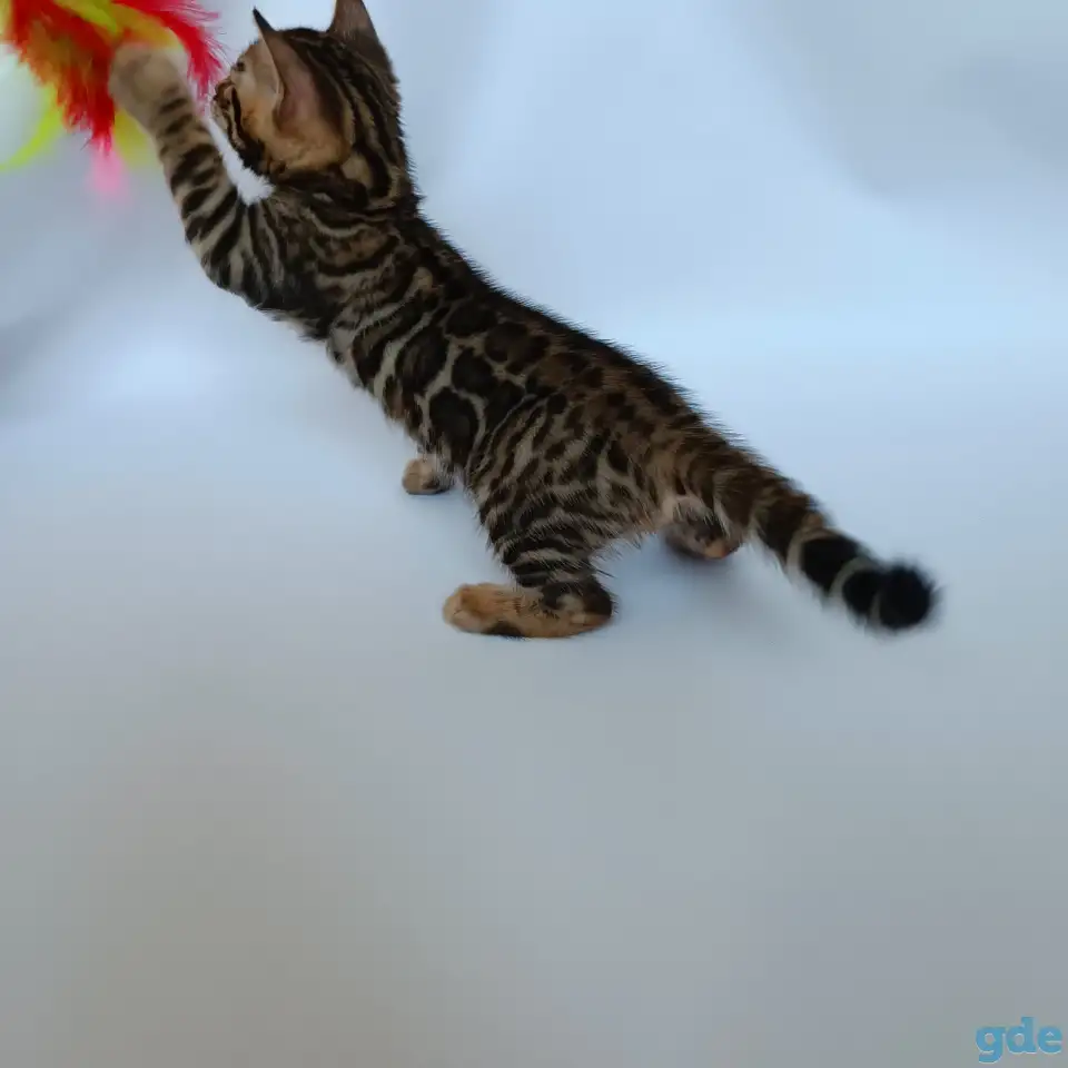 Бенгальские котята, фотография 5