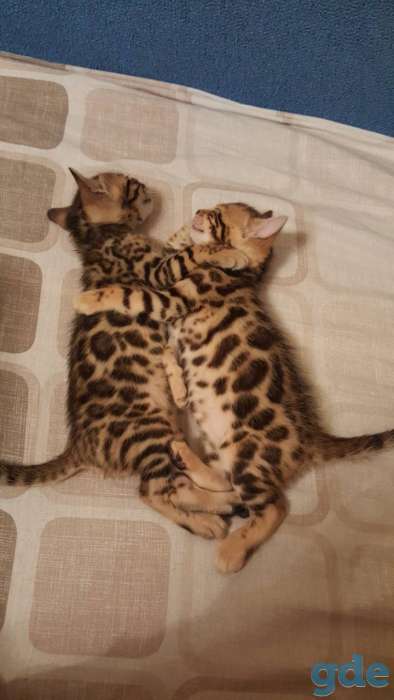 Питомник бенгальских кошек., фотография 2