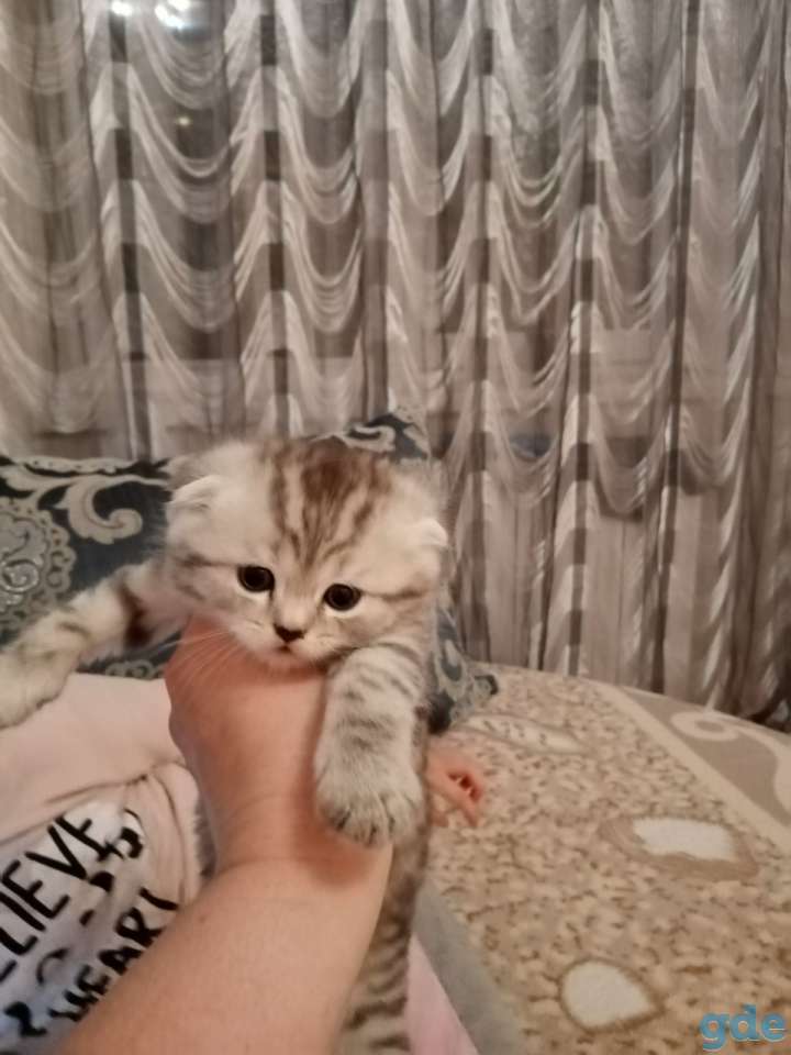 Шотландский вислоухий котенок, фотография 7
