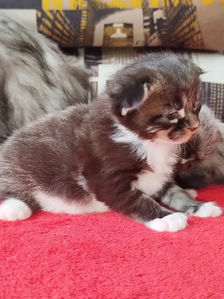 Котята мейн кун, фотография 1
