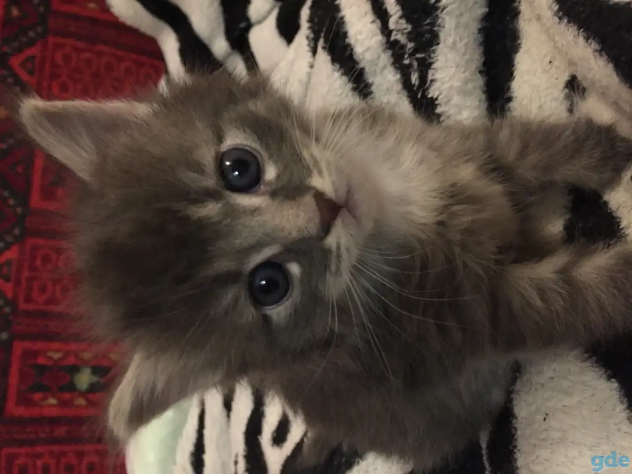 Котенок Мейн Кун, фотография 2