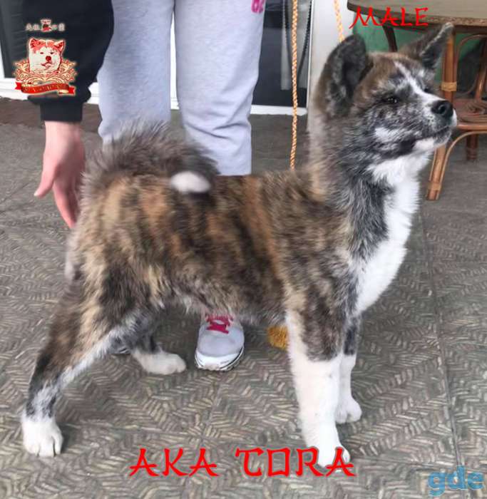 Акита-ину кобель рыже-тигрового окраса (акатора), фотография 2