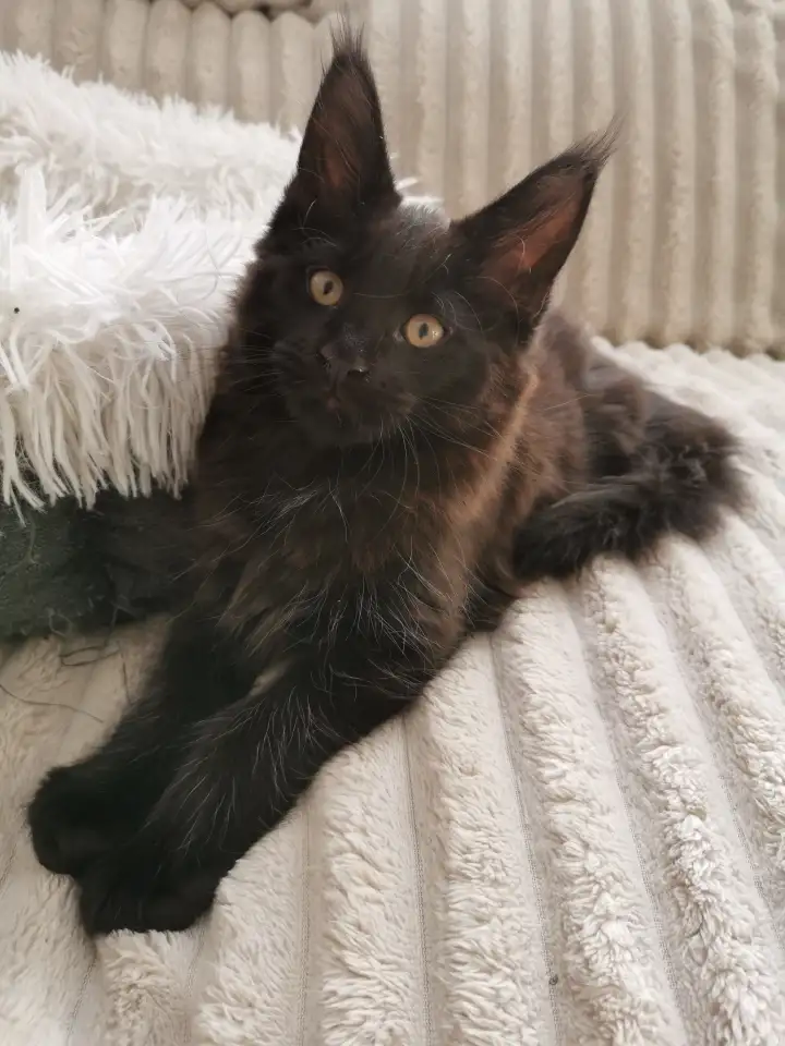 Котята Мейн Кунчики, фотография 2