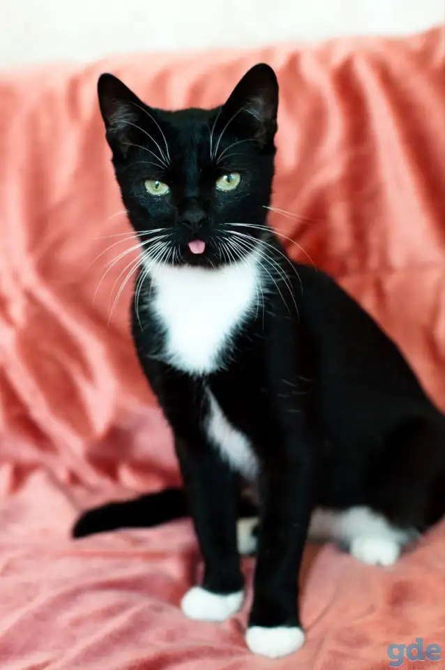 Котик в дар, фотография 3