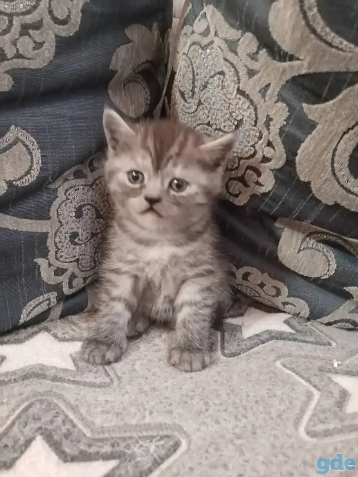 Шотландские котята, фотография 11